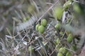 Closeup shot of green olive berries and leaves on the olive tree Royalty Free Stock Photo