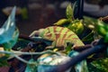 Closeup shot of a green Panther chameleon with brown stripes in a wildlife park