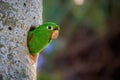 Closeup shot of a green parrot looking out of a tree hole Royalty Free Stock Photo