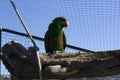 Closeup shot of a green parrot standing inside the cage Royalty Free Stock Photo