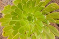 Closeup shot of a green pinwheel plant