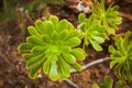 Closeup shot of green pinwheel plants