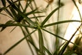 Closeup shot of the green plant of Cyperus alternifolius on a blurred background Royalty Free Stock Photo