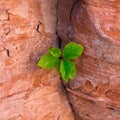 Closeup shot of a green plant growing in between stones - perfect for background Royalty Free Stock Photo