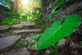 Closeup shot of a green plant near a rock wall Royalty Free Stock Photo