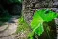 Closeup shot of a green plant near a rock wall Royalty Free Stock Photo