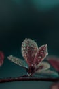 Closeup shot of a green plant with rain droplets on it Royalty Free Stock Photo