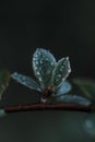 Closeup shot of a green plant with rain droplets on it Royalty Free Stock Photo