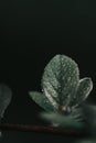 Closeup shot of a green plant with rain droplets on it Royalty Free Stock Photo