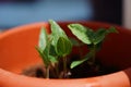 Closeup shot of green plant sprouts of a potted plant