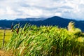 Closeup shot of green plants in the middle of the field dancing towards the direction of the wind