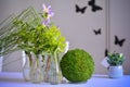 Closeup shot of green plants and purple flowers in small glass vases Royalty Free Stock Photo