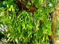 Closeup shot of green Platycerium staghorn fern