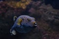 Closeup shot of a green pufferfish in the ocean with a blurred background Royalty Free Stock Photo