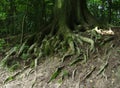 Closeup shot of green roots coming out of thick tree trunk in a forest in  Belgium Royalty Free Stock Photo