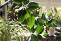 Closeup shot of green rubber ficus leaves