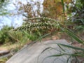 Closeup shot of a green Sedge with a thin long stem and leaf on a blurred background Royalty Free Stock Photo