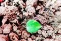 Closeup shot of a green soil leaf