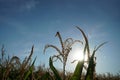 Closeup shot of green sorghum plants with the sun in the background