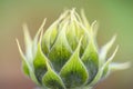 Closeup shot of green sunflower bud with twig and leaves Royalty Free Stock Photo