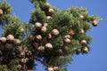 Closeup shot of green twigs of thuja with yellow-gold small fruits