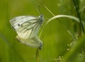 Closeup shot of green-veined white butterflies with joined tips of their abdomens for mating Royalty Free Stock Photo