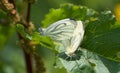 Closeup shot of green-veined white butterflies with joined tips of their abdomens for mating Royalty Free Stock Photo