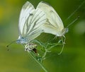 Closeup shot of green-veined white butterflies with joined tips of their abdomens for mating Royalty Free Stock Photo