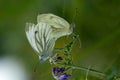 Closeup shot of green-veined white butterflies with joined tips of their abdomens for mating Royalty Free Stock Photo