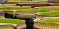 Closeup shot of green victoria amazonica lotus leaves on a pond Royalty Free Stock Photo