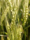 Closeup shot of green wheat stalks swaying in the breeze in a sun-drenched field. Missouri. Royalty Free Stock Photo