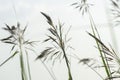 Closeup shot green wild grass grew under bright sun