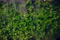 Closeup shot of greenery growing on the mossy wall Royalty Free Stock Photo