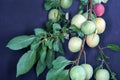 Closeup shot of a Greengage fruit on a cut tree branches Royalty Free Stock Photo