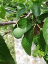 Closeup shot of a greengage fruit on a tree surrounded by green leaves Royalty Free Stock Photo