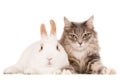 Closeup shot of a grey cat lying near a cute white rabbit isolated on white background Royalty Free Stock Photo