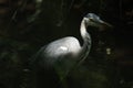 Closeup shot of a grey egret Royalty Free Stock Photo