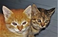 Closeup shot of grey and ginger kittens next to each other