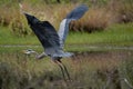 Closeup shot of a grey heron bird flying above the water Royalty Free Stock Photo