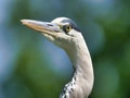 Closeup shot of a grey heron standing in the foreground of a lush, green landscape.