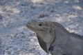 Closeup shot of a grey iguana on the ground