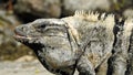 Closeup shot of a grey iguana sitting on the stone Royalty Free Stock Photo