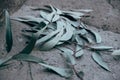 Closeup shot of grey leaves on the ground torn from branches