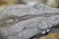 Closeup shot of a grey snake head