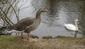 Closeup shot of Greylag Goose with a  mute swan in the background Royalty Free Stock Photo