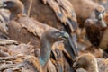 Closeup shot of griffon vultures, Europe`s second largest birds