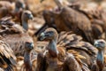 Closeup shot of griffon vultures, Europe`s second largest birds