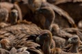Closeup shot of griffon vultures, Europe`s second largest birds