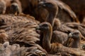 Closeup shot of griffon vultures, Europe`s second largest birds