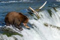 Closeup shot of a Grizzly bear biting a fish on a flowing river on a sunny day